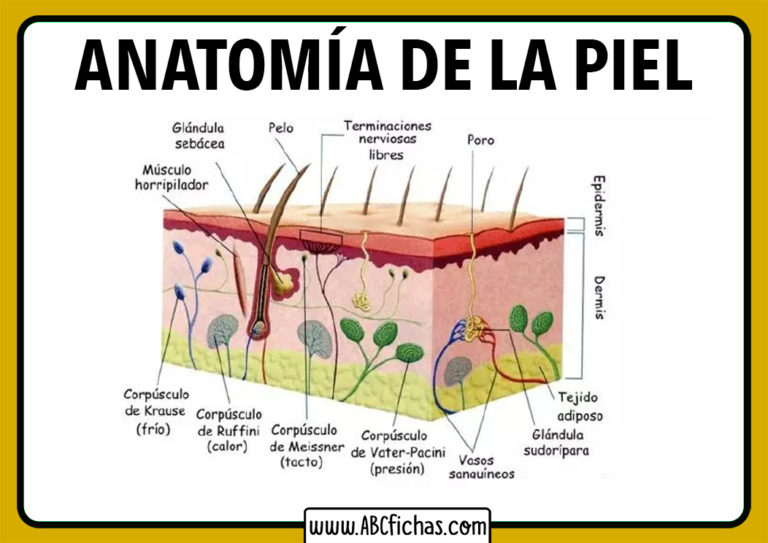 Capas De La Piel Humana Abc Fichas