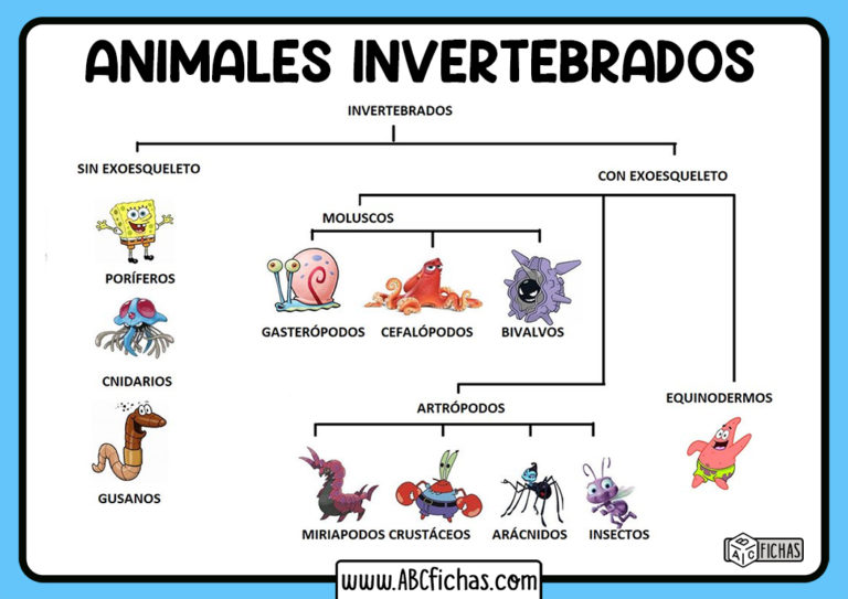 Los Animales Invertebrados | Clasificación y Tipos de Invertebrados