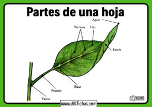 Cuales son las partes de una hoja