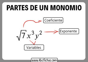 Cuales son las partes de un monomio