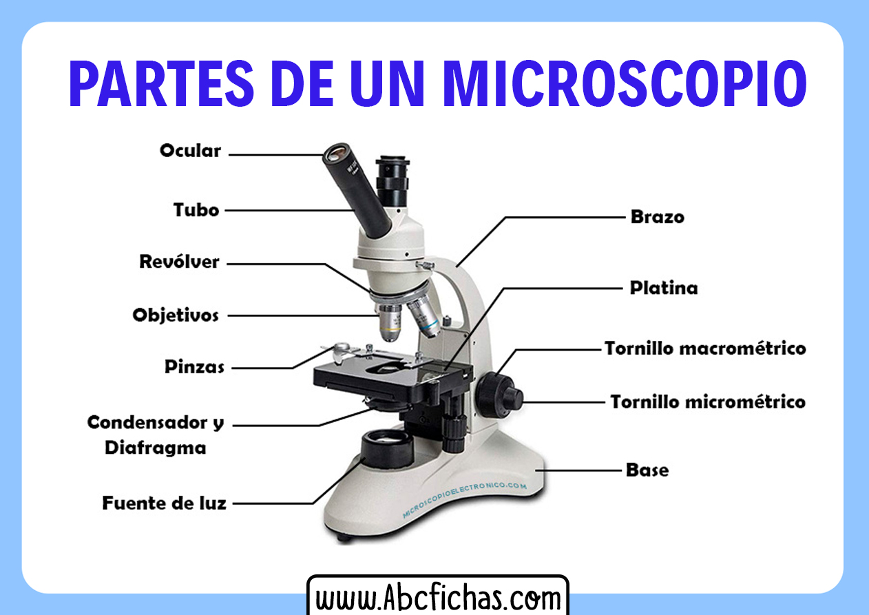 Imagen de un microscopio y sus partes.