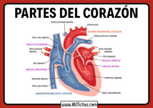 Dibujo del corazon y sus partes