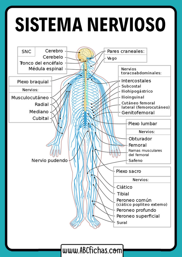 Partes Del Sistema Nervioso Fichas Explicativas Dibujo Del Sistema