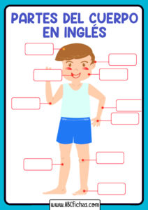 El cuerpo en ingles para rellenar