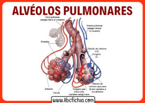 Estructura de los alveolos pulmonares