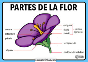 Estructura de la flor