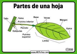 Estructura de la hoja