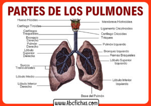 Estructura de los pulmones