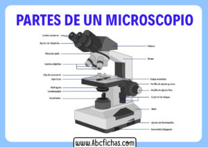 Estructura de un microscopio