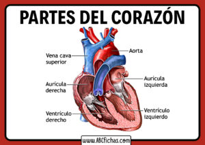 Estructura del corazon humano