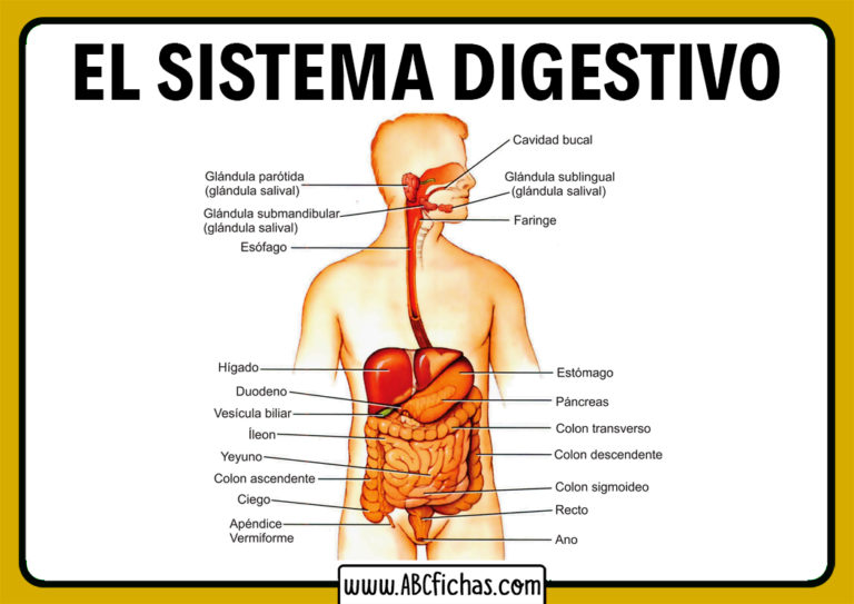 Estructura Del Sistema Digestivo Abc Fichas 2543