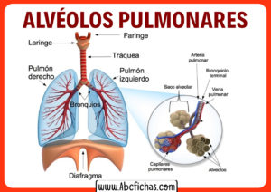 Función de los alveolos pulmonares