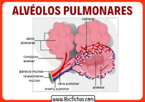 Funcion de los alveolos pulmonares