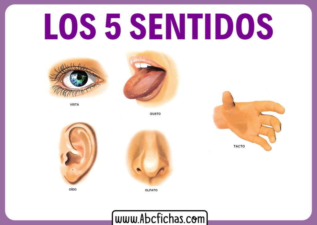 Los 5 Sentidos En Imagen 1493