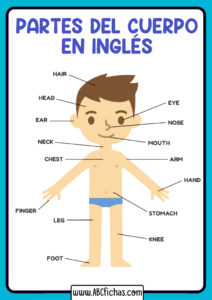 Las partes del cuerpo en ingles