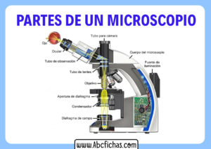 Las partes de un microscopio