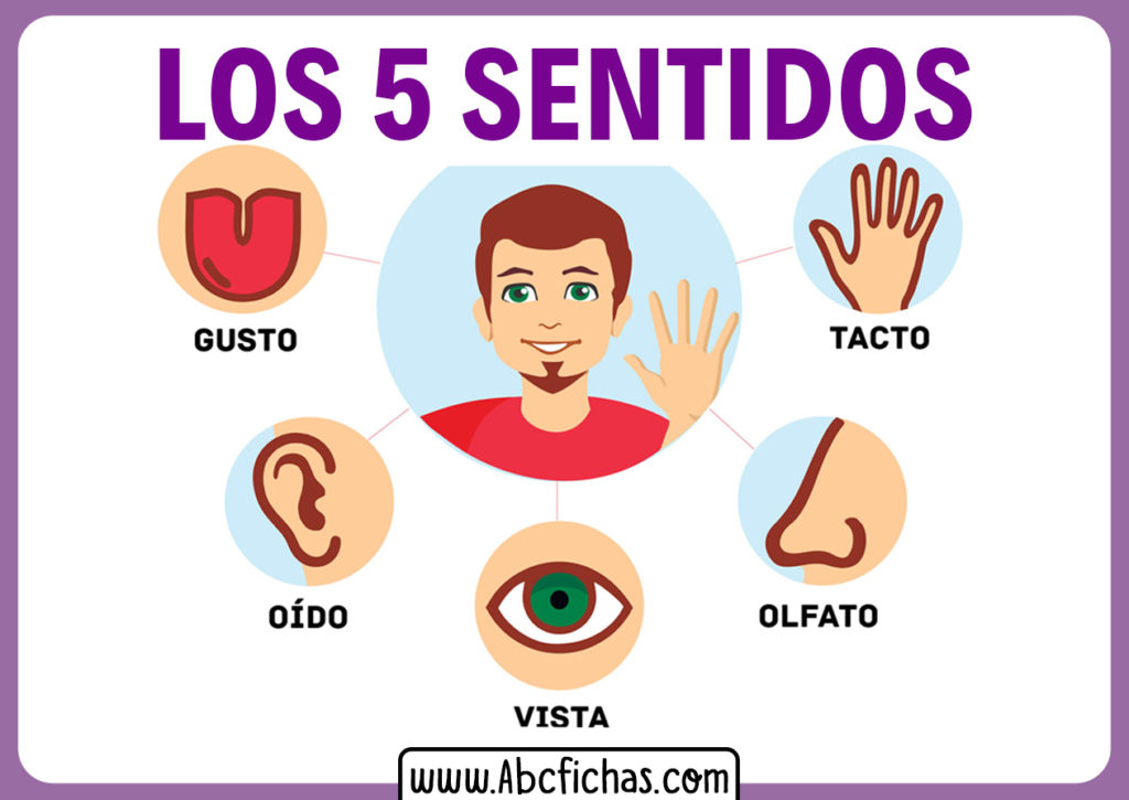 Explicación De Los 5 Sentidos Para Niños Pequeños 4415