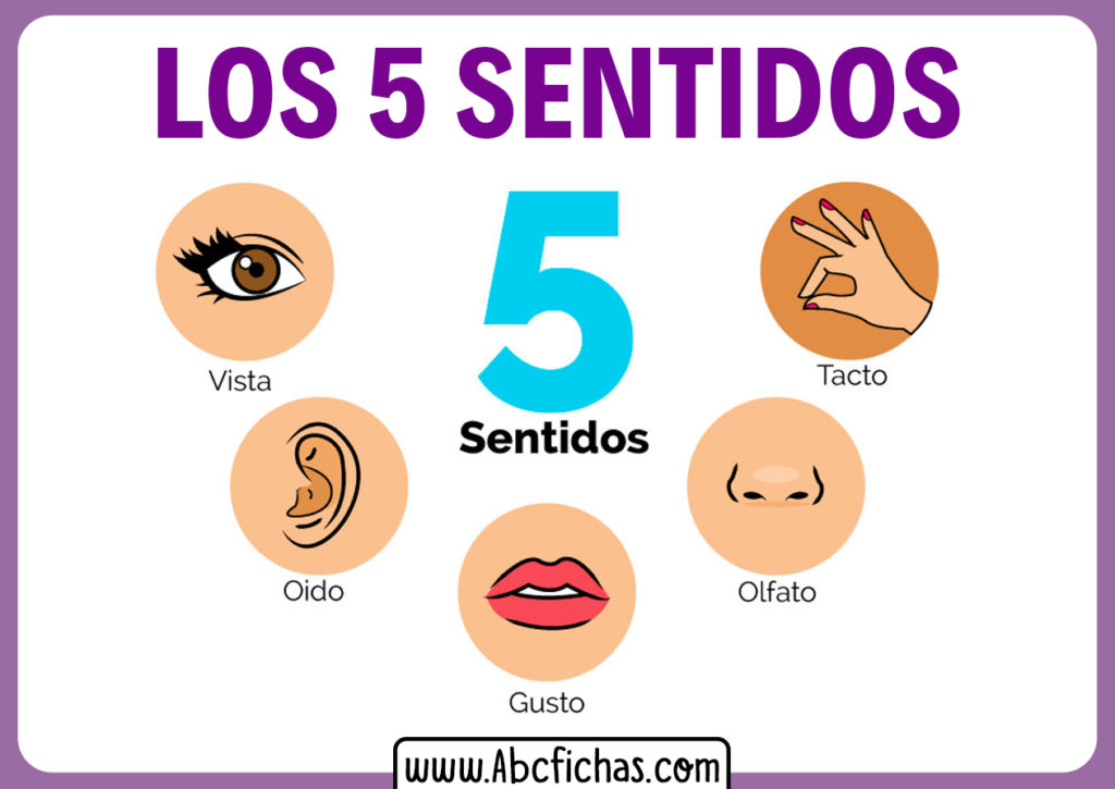 Fslovenglish Los 5 Sentidos The Five Senses 9988