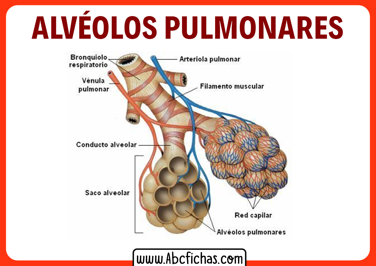 Los Alveolos Pulmonares Abc Fichas