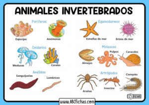 Los animales invertebrados