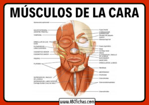 Los musculos de la cara