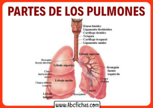 Los pulmones partes