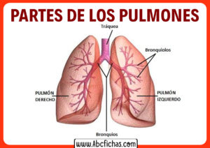 Los pulmones partes y anatomia