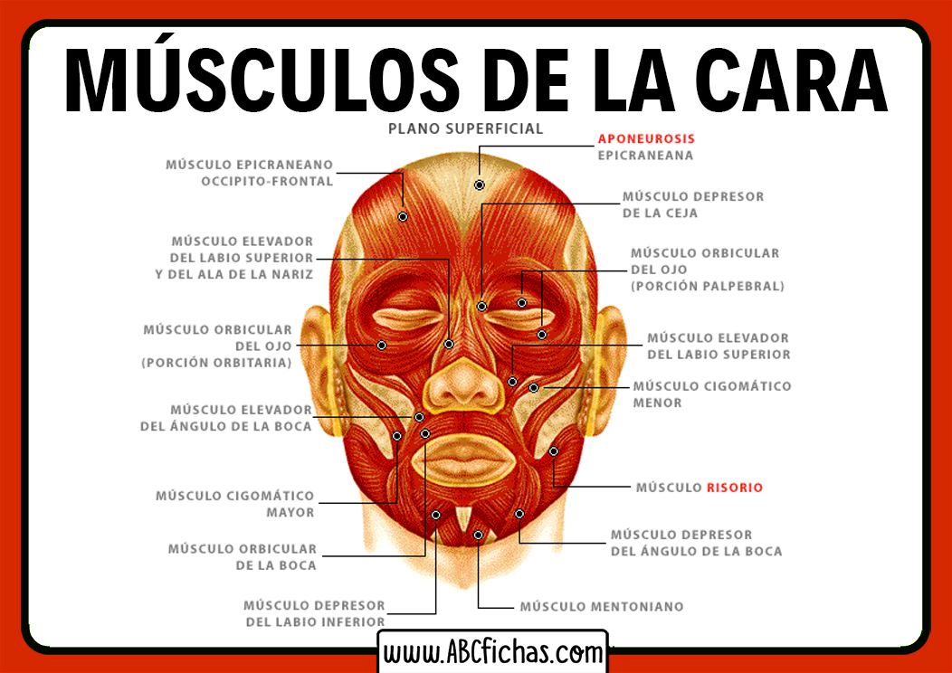 Musculos de la cabeza