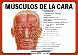 Musculos de la cara y cabeza