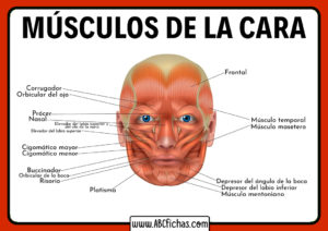 Musculos del craneo