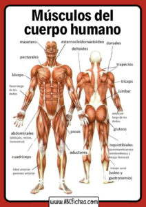 Musculos del cuerpo por delante y por detras