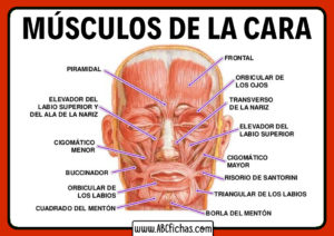 Musculos del rostro