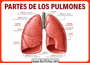 Partes de los pulmones