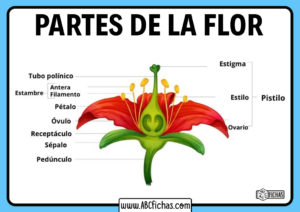 Partes de una flor para niños