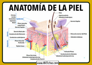 Partes de la piel humana