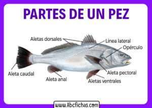 Partes de un pez