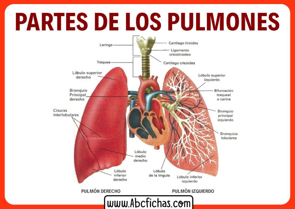 Anatomia De Los Pulmones