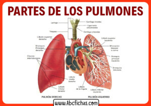 Partes de un pulmon