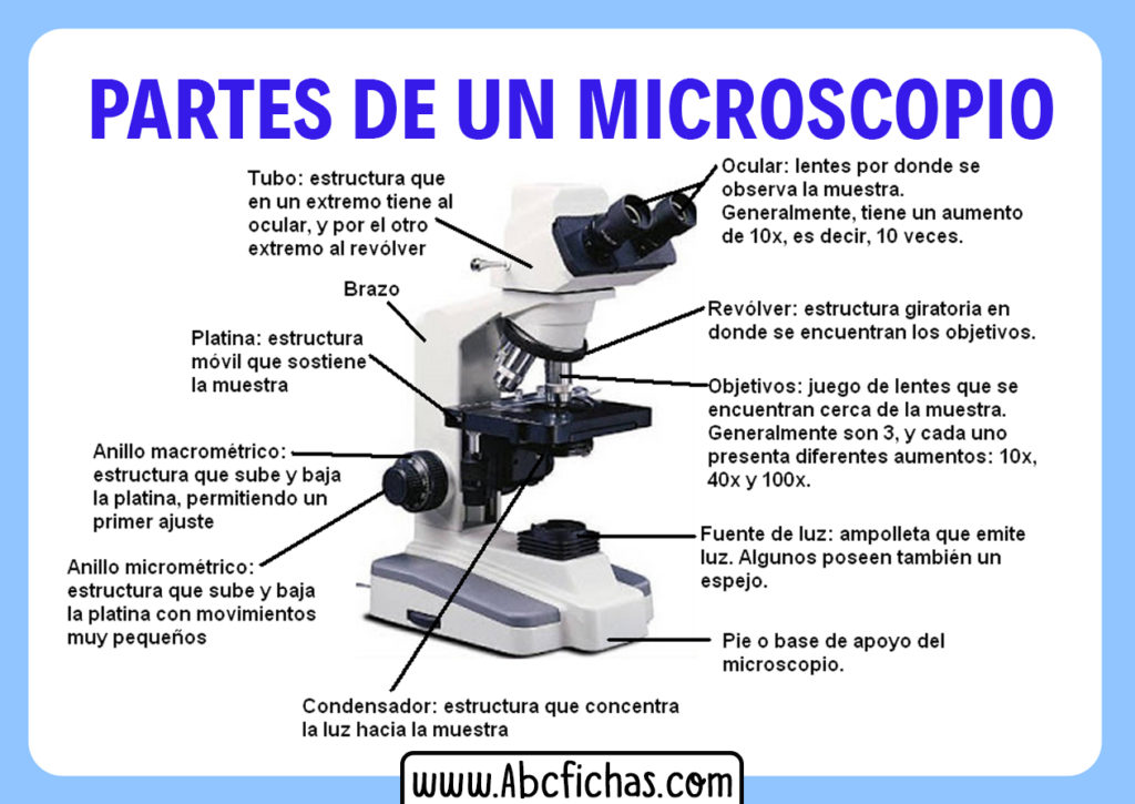 Mapa Mental Sobre El Microscopio Sus Partes Y Funciones Claver Images