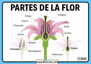 Partes de una flor