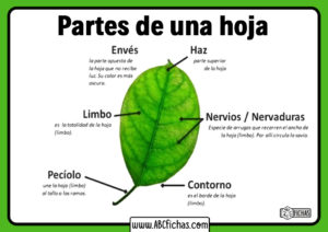 Partes de una hoja