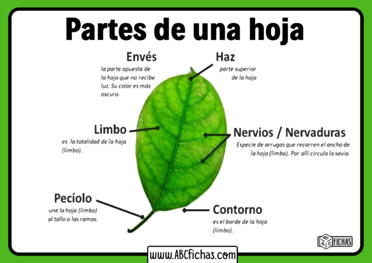 Partes De Una Hoja Abc Fichas 