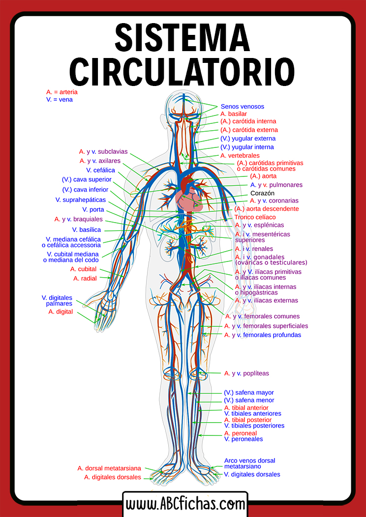 Las Partes Del Sistema Circulatorio Humano Arterias Y Venas