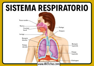 El Sistema Respiratorio Del Cuerpo Humano | Partes Y Funcionamiento