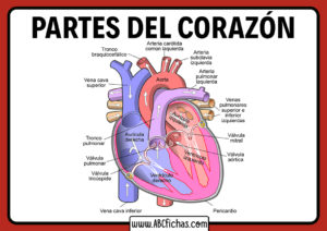 Partes del corazon humano