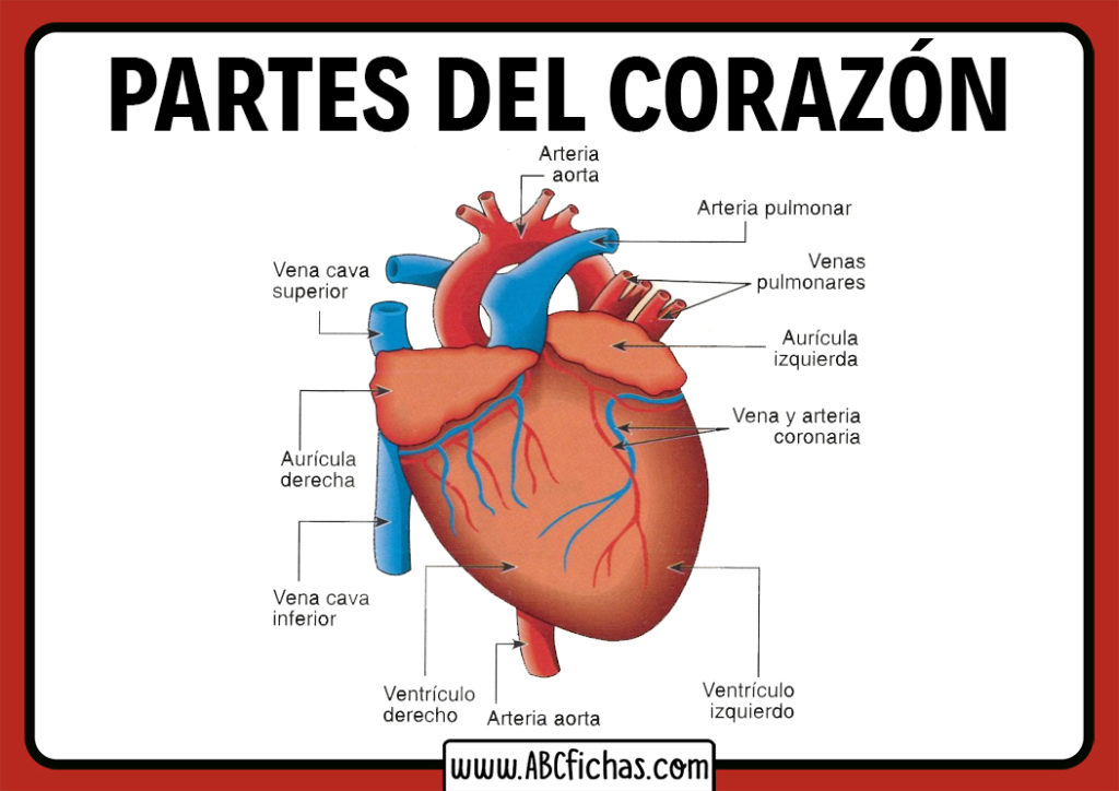 Donde esta el corazon de las serpientes