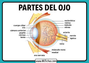 Partes del ojo humano con nombres