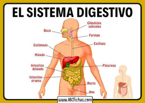 Partes del sistema digestivo