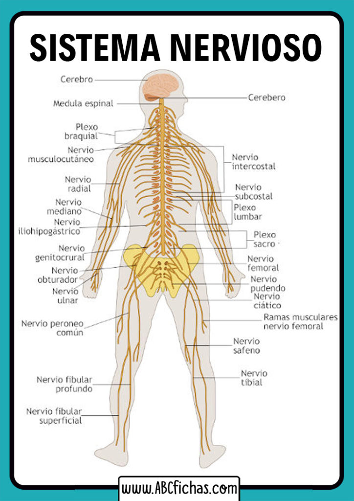 Partes Del Sistema Nervioso Humano - ABC Fichas