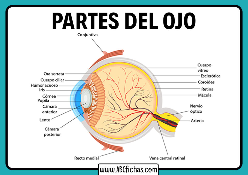 anatom-a-y-partes-del-ojo-humano-funci-n-del-ojo